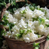 🔥Last day clearance🌷Climbing Silver Jasmine Seeds🌸 For Natural Fragrance Haven
