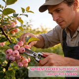 🔥50K+ SOLD!💟Premium Pink Blueberry Seeds -😋A Uniquely Delightful Taste