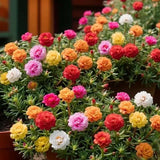 🌸Moss Rose Seeds – 🌿Perennial Flower Seeds / Large Flowers / Easy to Grow