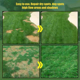 🔥2026 Evergreen Dwarf Grass Seed | For Four Seasons