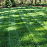 🔥2026 Evergreen Dwarf Grass Seed | For Four Seasons