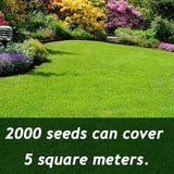 🔥2026 Evergreen Dwarf Grass Seed | For Four Seasons